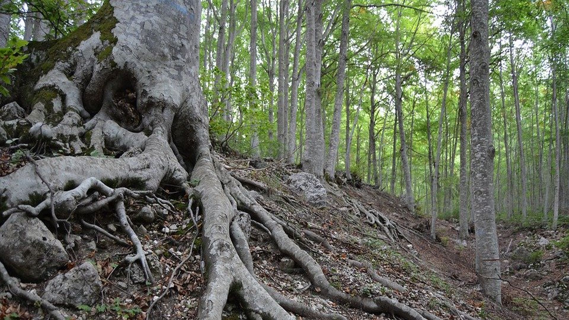 Buchenwurzeln