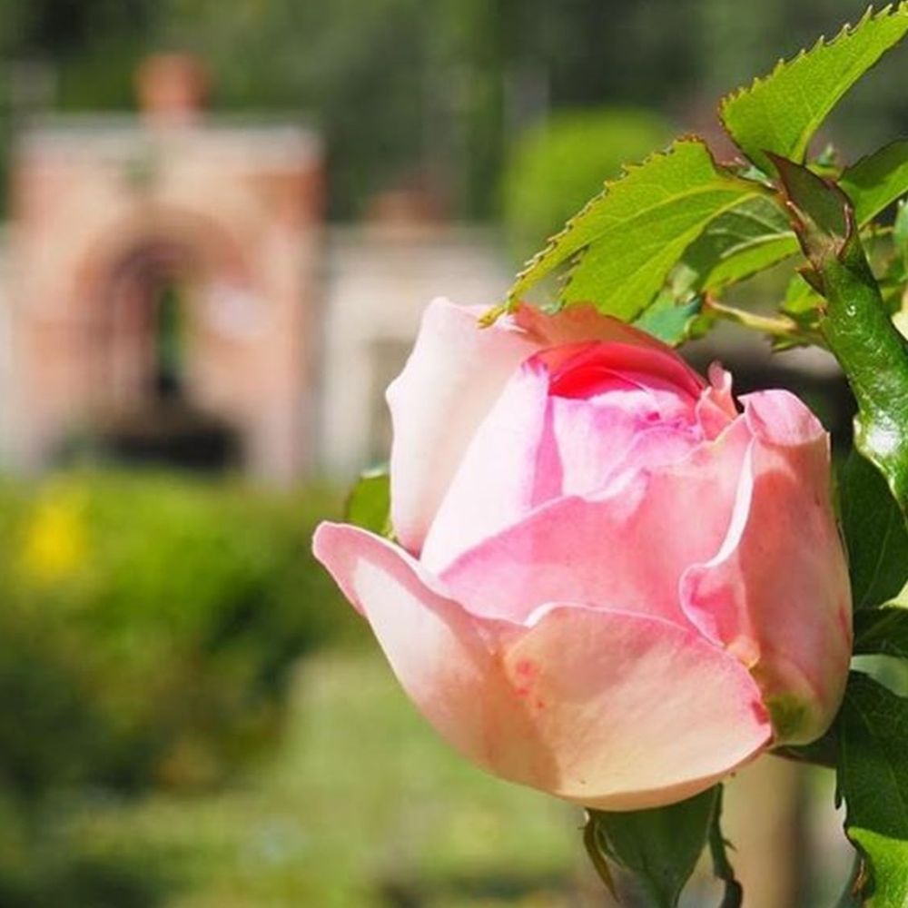 bocciolo di rosa a villa reale di marlia