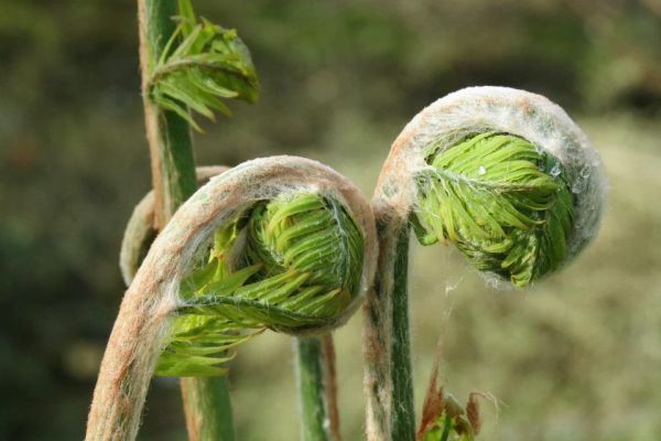 osmunda regalis dell'orto botanico di lucca