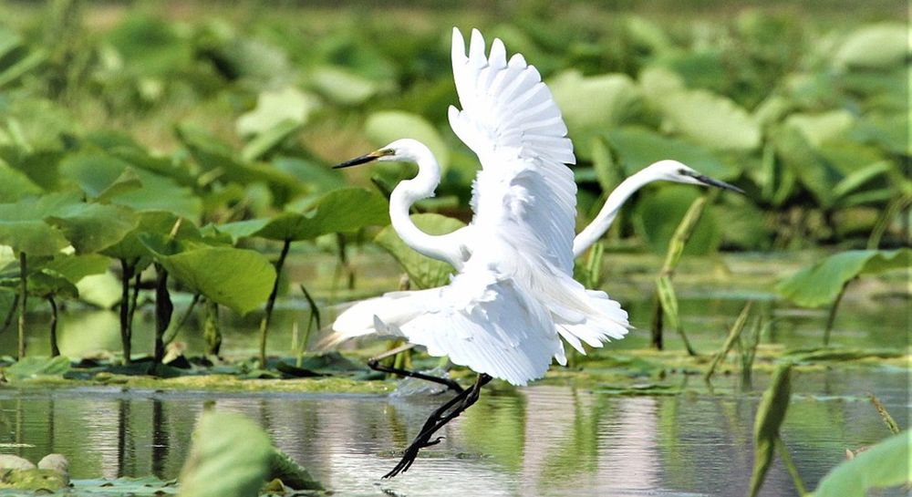 due garzette sfiorano volando il lago di sibolla nella piana di lucca