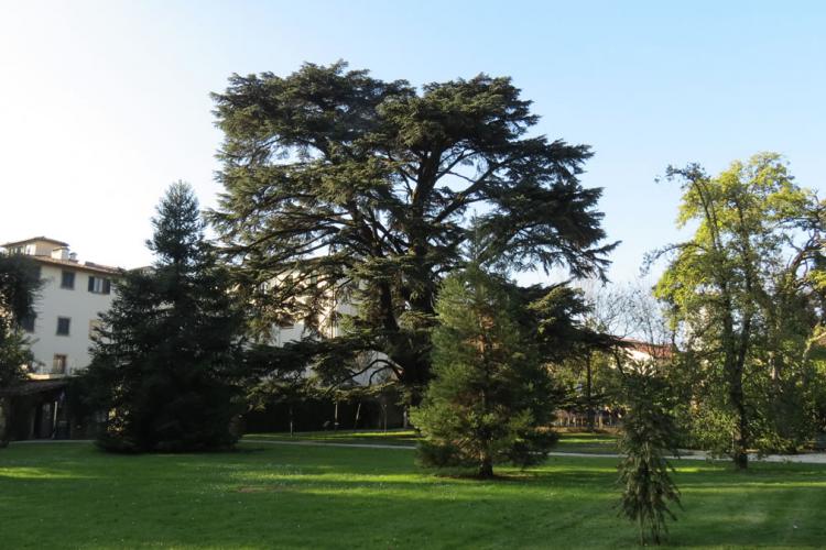 El cedro de Libano centenario al Jardín Botánico de Lucca