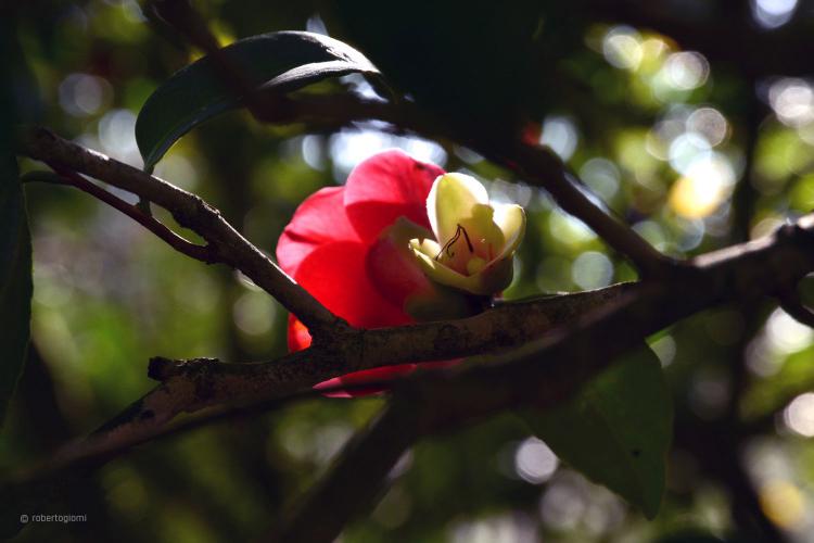 camleia sprout in the villa reale di marlia