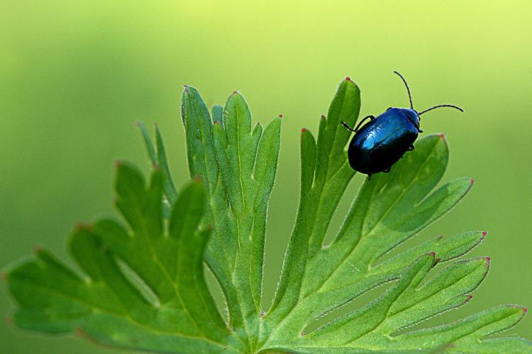 oasi naturale sibolla