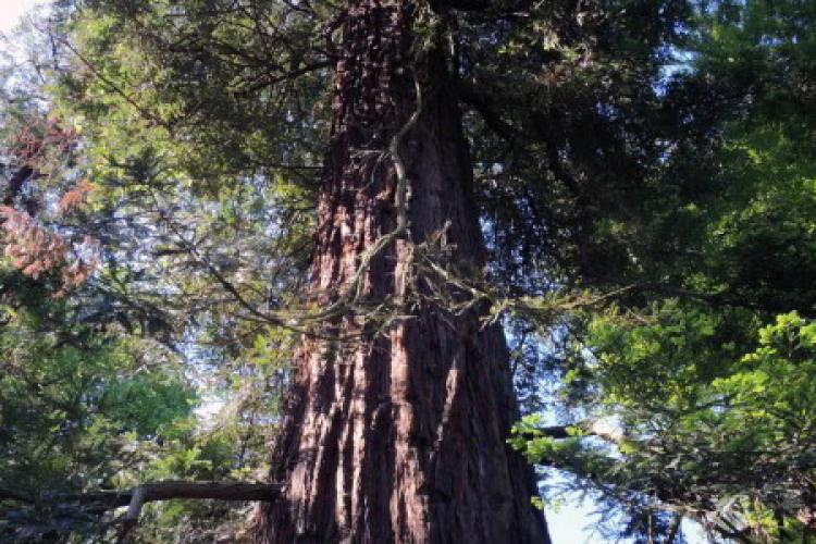 Foto della sequoia dell'Orto Botanico di Lucca. Particolare della chioma.
