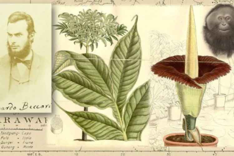 Disegno di una pianta con ritratto di Odoardo Beccari
