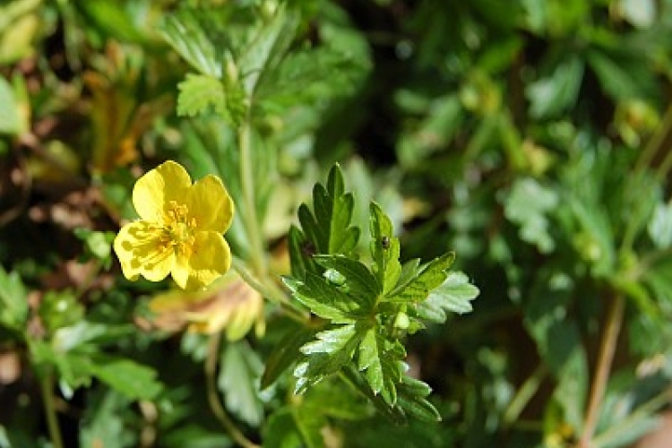 Foto di una pianta verde con fiorellino giallo. La specie si chiama Potentilla Erecta, specie medicinale, simbolo di amore materno.
