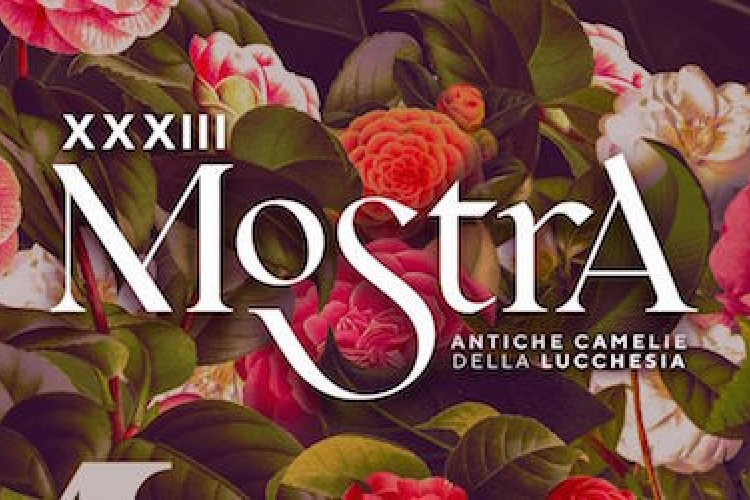 Locandina 33^ Mostra delle Antiche Camelie della Lucchesia