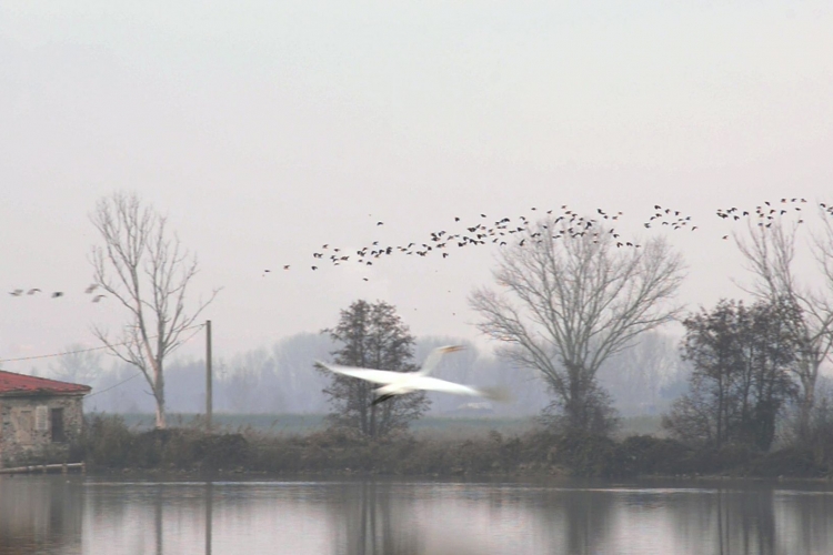 Natural area of Gherardesca