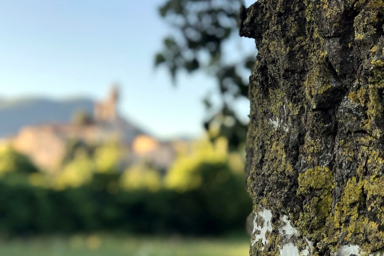 Itinera romanica + panorama di nozzano