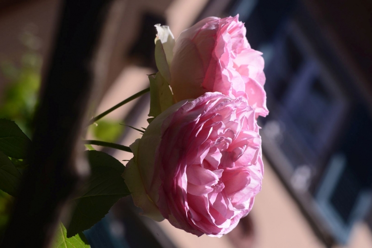 Flowering of antique roses in a couryards of Lucca