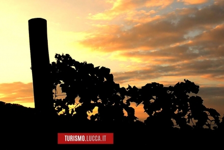 puesta de sol sobre los viñedos de las colinas de Lucca
